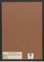 Plagiogramma pygmaeum Grev. (de-Toni-Nr.: Genus 83, Species 2922) Zeichnungen Sammlung Grunow Mappe 03092 (Herbarium_W_Grunow_drawings_Folder_03092)